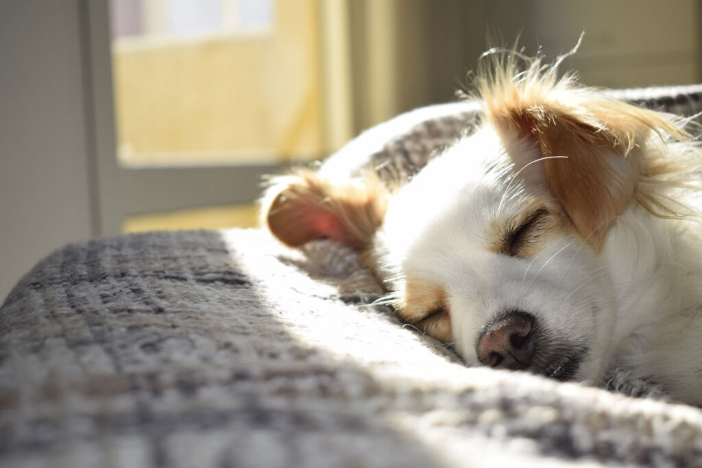 dog friendly hotels ct