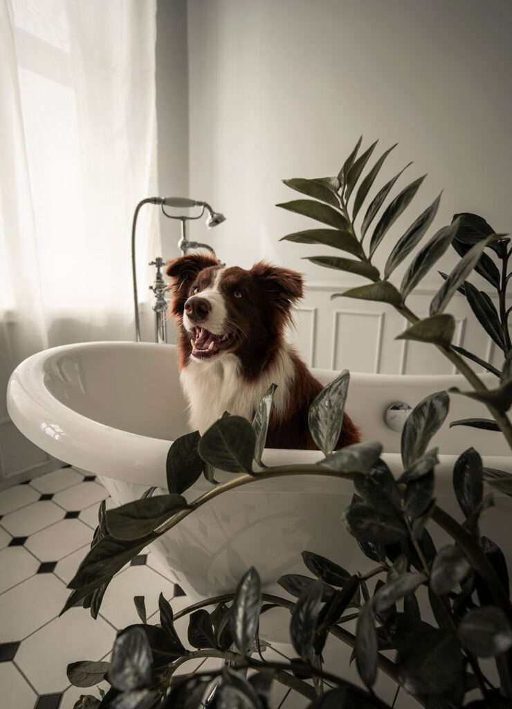 places to stay with dog ct